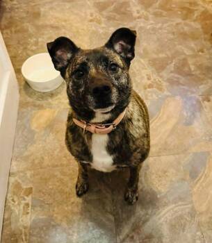 Rescue Mixed Breed Dogs for Adoption in Brooks, Maine - Lady And Addison | PetCurious