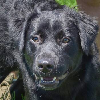 Flurry -  Flat Coated Retriever and Black Labrador Retriever Dog for Adoption in Huntley, Illinois - Flurry | PetCurious