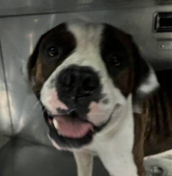 DOUGH BOY -  Mixed Breed Dog for Adoption in Dallas, Texas - DOUGH BOY | PetCurious