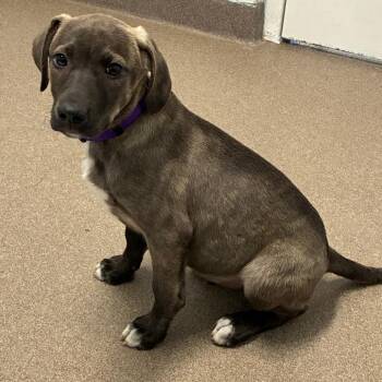 Labrador Retriever Dogs Available for Adoption in South Elgin, Illinois - Ben | PetCurious