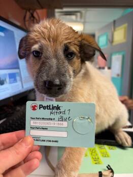 Alford 7 -  Great Pyrenees and Cattle Dog Dog for Adoption in Morgantown, Kentucky - Alford 7 | PetCurious
