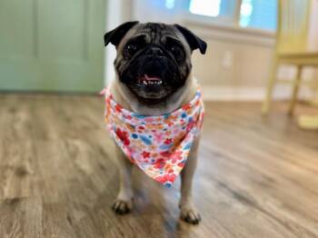 vOlive Oil Tater Tot -  Pug Dog for Adoption in Friendswood, Texas - VOlive Oil Tater Tot | PetCurious