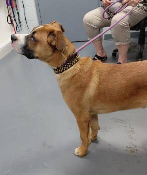 Lars -  Labrador Retriever and Saint Bernard Dog for Adoption in South Bend, Indiana - Lars | PetCurious