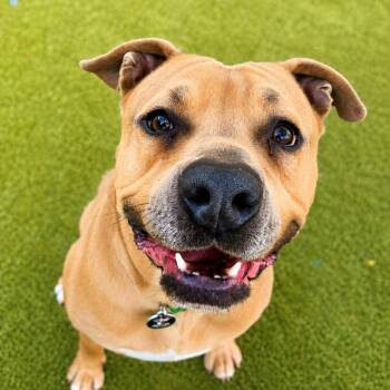 Sunny -  Rhodesian Ridgeback and Black Mouth Cur Dog for Adoption in Phoenix, Arizona - Sunny | PetCurious