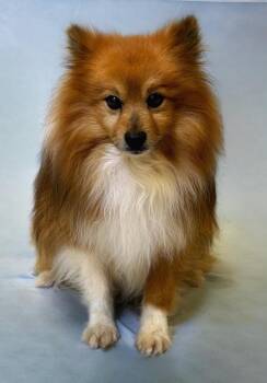 Pomeranian and Shetland Sheepdog Sheltie Dogs Available for Adoption - Copper | PetCurious