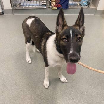Akita Dogs Available for Adoption in Westminster, California - WAGS-Stray-21231 | PetCurious
