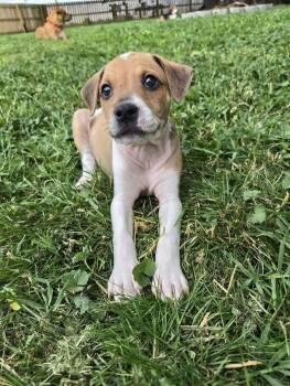 Mixed Breed Dogs Available for Adoption in Milton, Delaware - Embezzlement | PetCurious