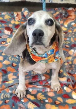 Rescue Beagle Dogs for Adoption in New York, New York - Maw Maw (AL) | PetCurious