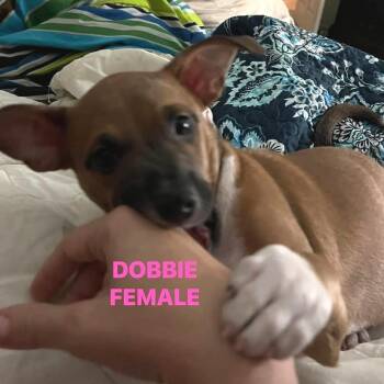 Dobbie -  Mixed Breed Dog for Adoption in Denison, Texas - Dobbie | PetCurious