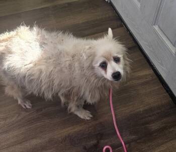 Dooley -  Spitz Dog for Adoption in Cleveland, Tennessee - Dooley | PetCurious