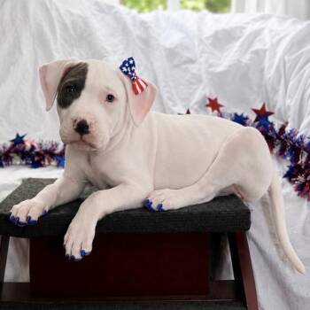 Sardine -  Pit Bull Terrier Dog for Adoption in Grafton, Massachusetts - Sardine | PetCurious