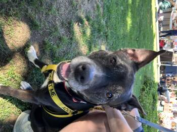 Rescue Pit Bull Terrier and Australian Cattle Dog Blue Heeler Dogs for Adoption in Castleton-on-hudson, New York - Bootsy (Bonded With Betty) Courtesy Listing | PetCurious