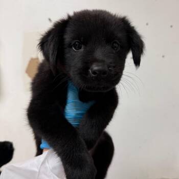 Shay -  Shepherd Dog for Adoption in Edinburg, Texas - Shay | PetCurious