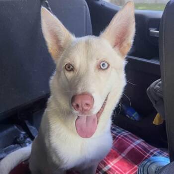 Chewie -  Mixed Breed Dog Available for Adoption in Jeffersonville, Indiana - Chewie | PetCurious