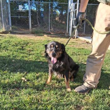 Jack -  Australian Shepherd and Mixed Breed Dog for Adoption in Denison, Texas - Jack | PetCurious