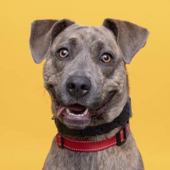 Mixed Breed Dogs Available for Adoption - Balayage | PetCurious