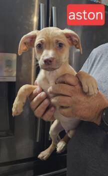 Aston -  Labrador Retriever Dog for Adoption in Fort Worth, Texas - Aston | PetCurious