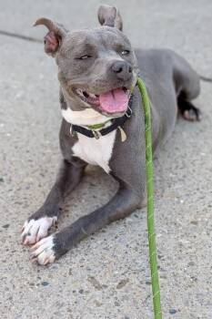 Broccoli -  Mixed Breed Dog for Adoption in Cincinnati, Ohio - Broccoli | PetCurious