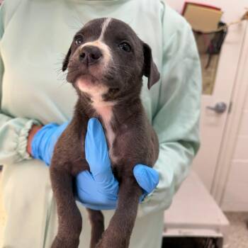 Elanor -  Mixed Breed Dog for Adoption in Auburn, Alabama - Elanor | PetCurious