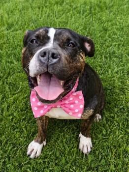 American Bully Dogs Available for Adoption in Los Angeles, California - Moose | PetCurious