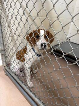 Beagle Dogs Available for Adoption in Nacogdoches, Texas - Charlie | PetCurious