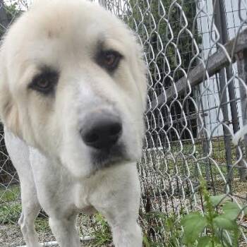 Haas -  Great Pyrenees Dog for Adoption in Brooksville, Kentucky - Haas | PetCurious