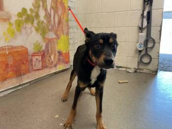 FRIJOLITO -  Australian Cattle Dog Blue Heeler and Mixed Breed Dog for Adoption in San Bernardino, California - FRIJOLITO | PetCurious