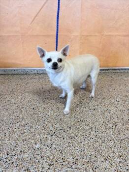 TINY -  Chihuahua Dog for Adoption in Doral, Florida - TINY | PetCurious