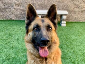 SAVE ME PLEASE Penny - IDA554432 -  German Shepherd Dog Dog for Adoption in San Marcos, California - SAVE ME PLEASE Penny - IDA554432 | PetCurious