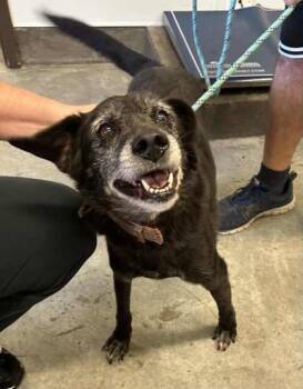 Rescue Terrier and Mixed Breed Dogs for Adoption in Bowling Green, Kentucky - Pierre | PetCurious