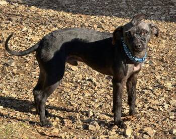 Terrier Dogs Available for Adoption in Athens, Tennessee - Brutus | PetCurious