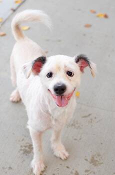 Tofu -  Terrier Dog for Adoption in Pontiac, Michigan - Tofu | PetCurious