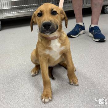 Pip -  Shepherd and Retriever Dog for Adoption in Washington, District Of Columbia - Pip | PetCurious