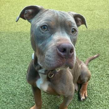 Carnival -  Mixed Breed Dog for Adoption in Greensboro, North Carolina - Carnival | PetCurious
