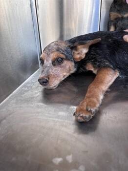 A480755 -  Australian Cattle Dog Blue Heeler and Mixed Breed Dog for Adoption in Oklahoma City, Oklahoma - A480755 | PetCurious