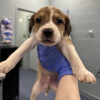 Bolin -  Mixed Breed Dog for Adoption in Greensboro, North Carolina - Bolin | PetCurious