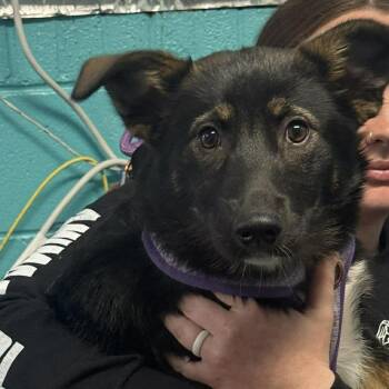 Australian Shepherd and Norwegian Elkhound Dogs Available for Adoption in Shinnston, West Virginia - Quail | PetCurious