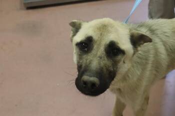 OLLIE -  Mixed Breed Dog for Adoption in Columbia, South Carolina - OLLIE | PetCurious