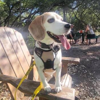 Beagle Dogs Available for Adoption in Austin, Texas - Dexter | PetCurious