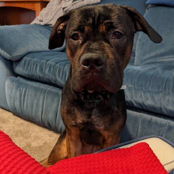 Rescue Mixed Breed Dogs for Adoption in Philadelphia, Pennsylvania - Rocky | PetCurious