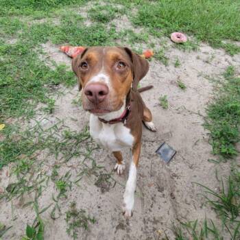 Rescue Hound Dogs for Adoption in Umatilla, Florida - Moana | PetCurious