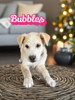 Rescue Labrador Retriever Dogs for Adoption in Quitman, Texas - BUBBLES | PetCurious