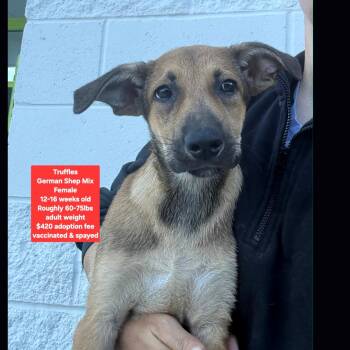 Truffles -  German Shepherd Dog Dog for Adoption in Oviedo, Florida - Truffles | PetCurious