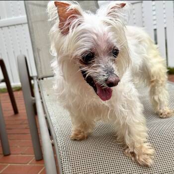 Rescue Maltese and Mixed Breed Dogs for Adoption in Tyrone, Georgia - Ollie 11-2116 | PetCurious