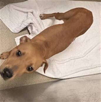 American Staffordshire Terrier Dogs Available for Adoption in Fort Lauderdale, Florida - RED | PetCurious
