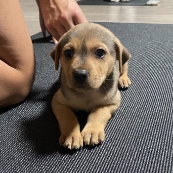 Border Terrier Dogs Available for Adoption in Escondido, California - Birch | PetCurious