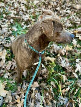 Rescue Mountain Cur Dogs for Adoption in Waverly, Tennessee - NICKY | PetCurious