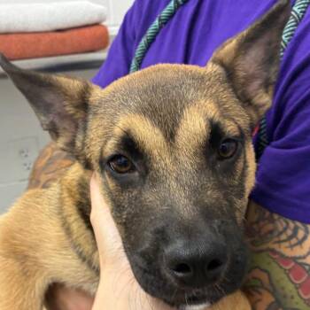 German Shepherd Dog Dogs Available for Adoption in Corpus Christi, Texas - Nash | PetCurious
