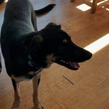 Border Collie and Shepherd Dogs Available for Adoption - Otis | PetCurious