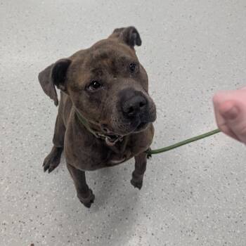 Pit Bull Terrier Dogs Available for Adoption in Indianapolis, Indiana - Suga | PetCurious